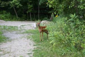 The best photo I got of a fawn, the one that fled to the amphitheater.