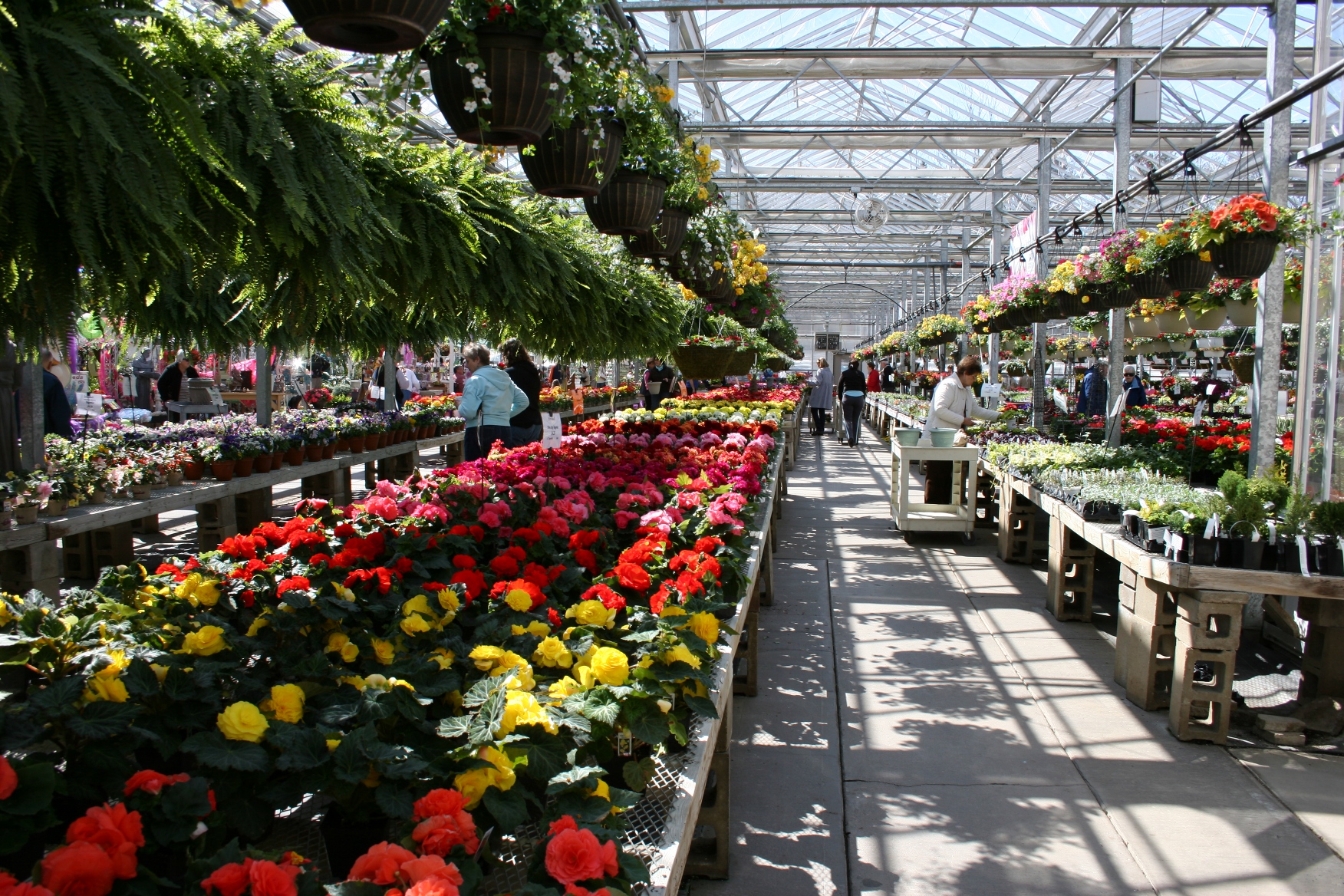 Видео выращивания цветов. Цветы Эквадор Greenhouses. Цветочная теплица. Теплица для цветов. Теплица с цветами.