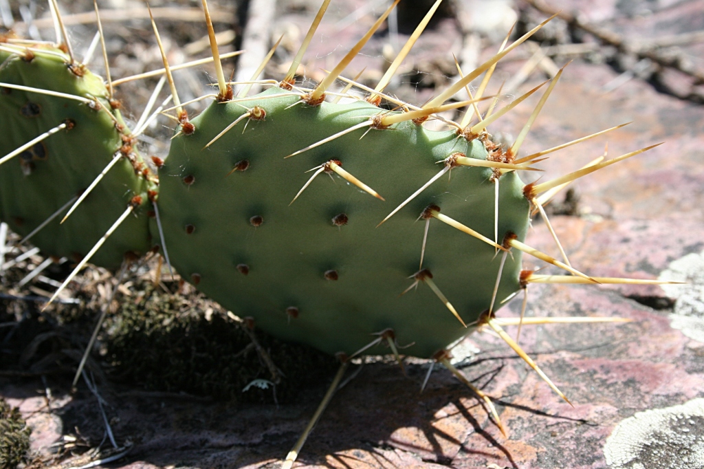 The prickly pear cactus seemingly grows right out of the rock.
