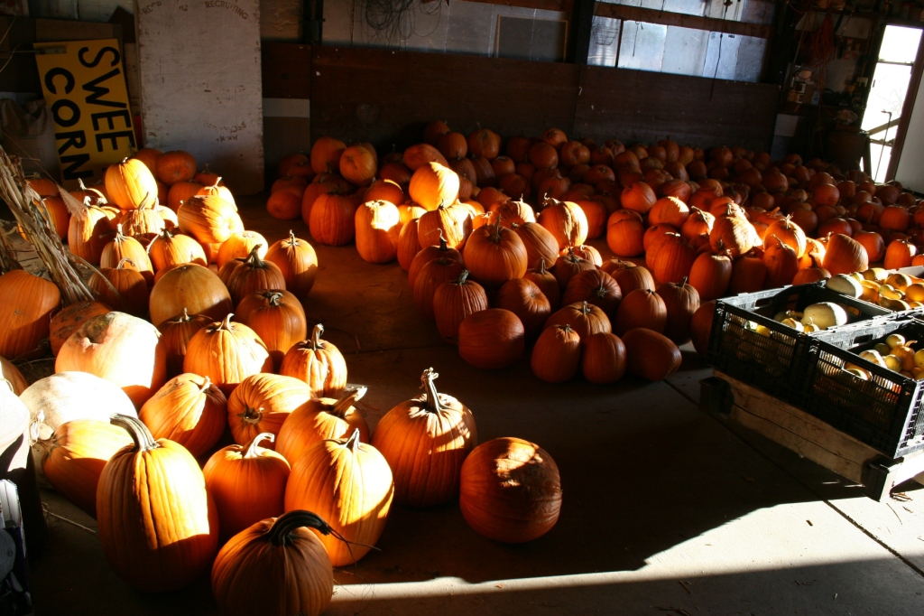 Late afternoon sunshine slants through the open poleshed door, spotlighting pumpkins for sale at Twiehoff Gardens.
