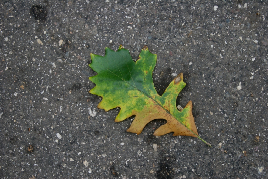 My husband and I noticed lots of oak leaves fallen from trees and oaks that appeared diseased.