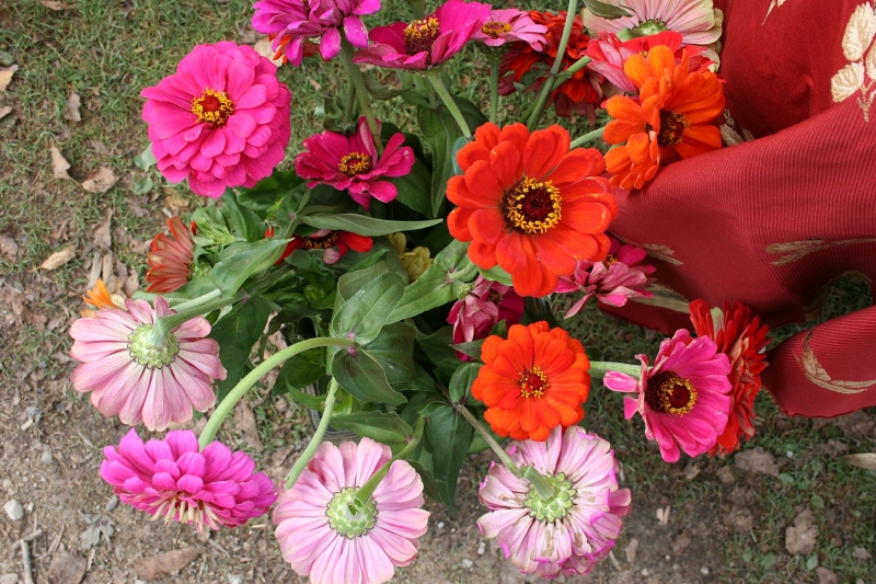 Vibrant zinnias at the Homestead apiaries stand.