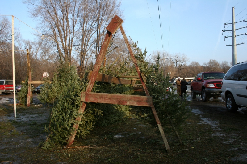 You'll find trees in varying  sizes at Ken's lot. 