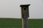 Rural, birdhouse 1