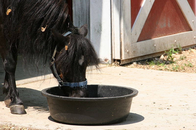 The miniature ponies are kid-sized friendly.
