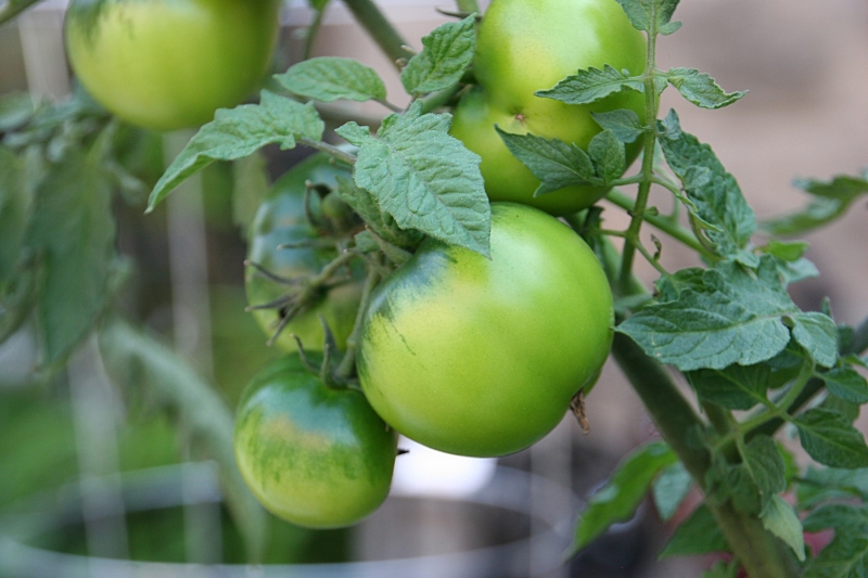 Tomatoes are among the vegetables growing in pots.