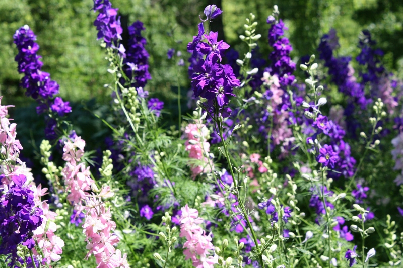 Delphiniums sway in the breeze inside a fenced vegetable garden.