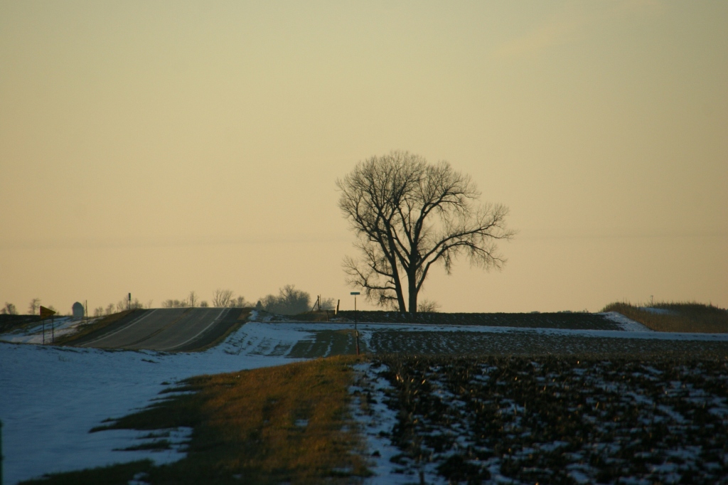 This lone tree along Minnesota State Highway 19 near the Belview corner has been here as long as I can remember.
