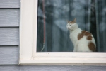 LFL TARDIS #108 cat in window