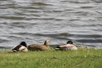 Spring day, #91 3 ducks