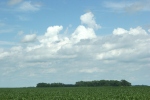 Corn, field of #35