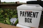 Sweet corn stand, payment box #6